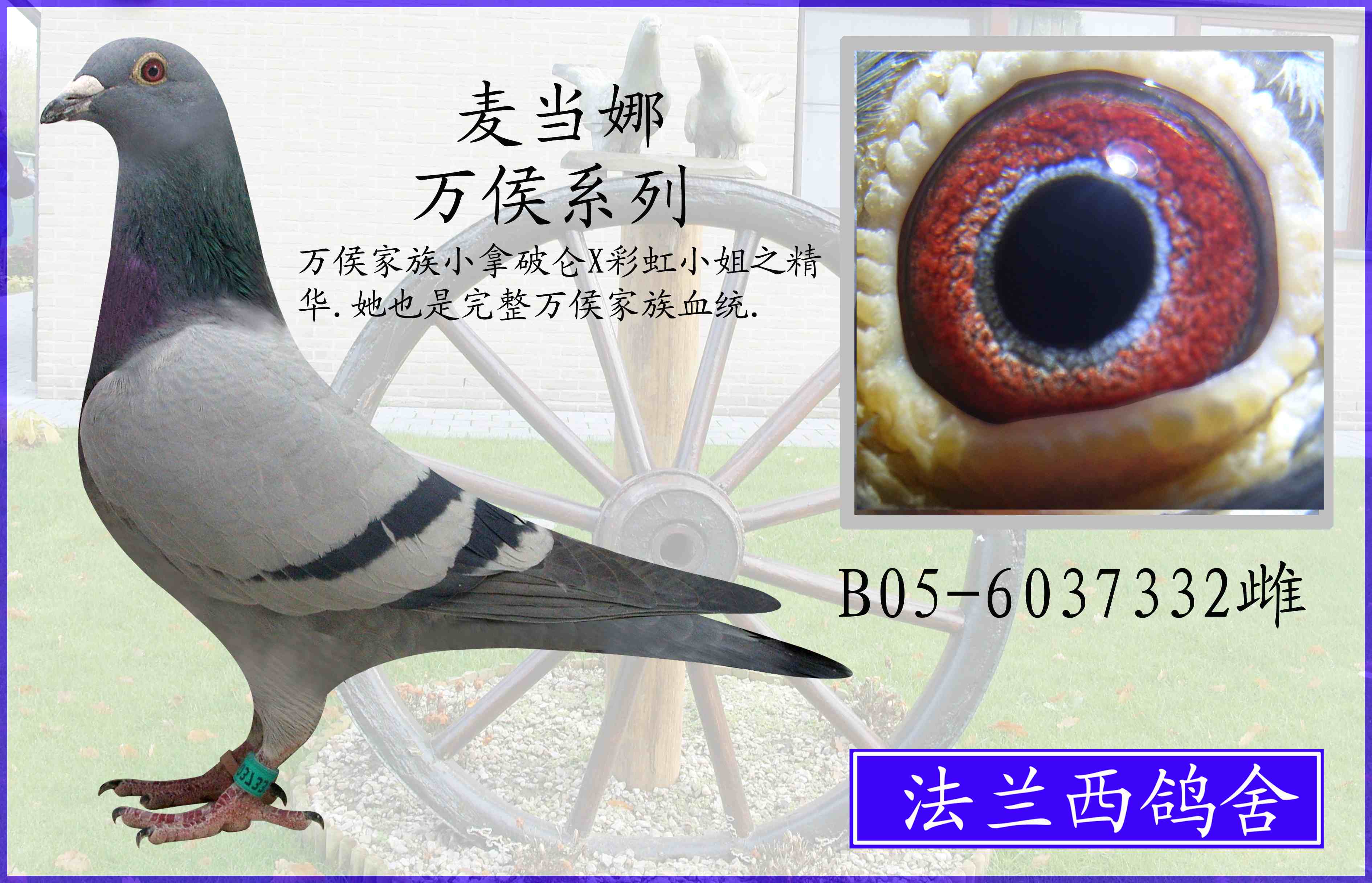 详细阅读:达人赛鸽(云南大理达人赛鸽中心) 达人赛鸽(云南大理达人赛鸽中心)